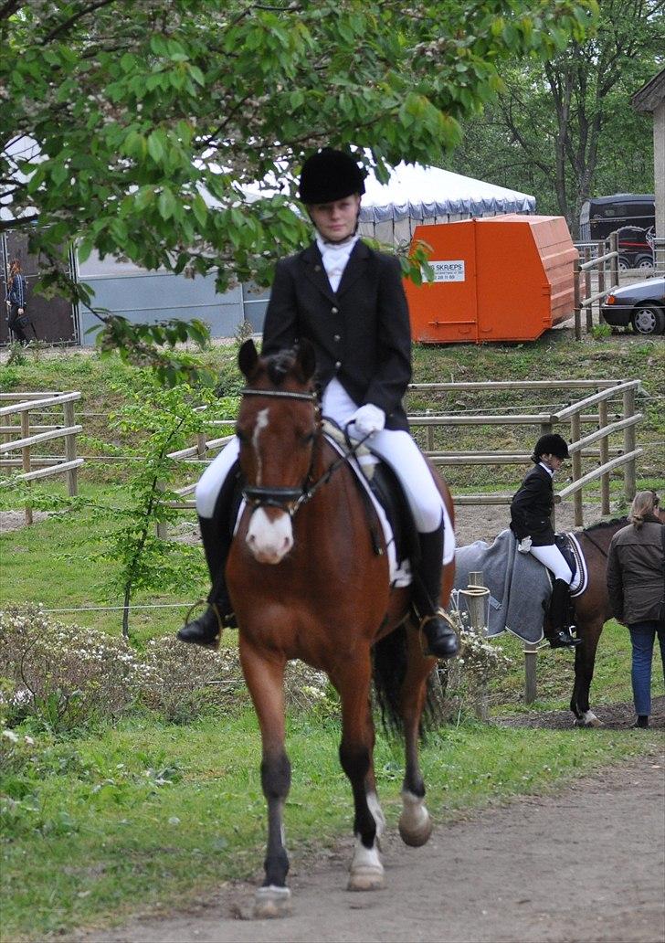 Tysk Sportspony Magic <3333 B-PONY - Jeg elsker dig dreng! <3 billede 12