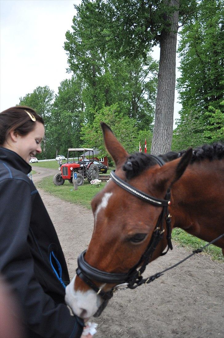 Tysk Sportspony Magic <3333 B-PONY - Det kunne jo være der lige var noget til mig i lommerne. Du så dejlig dreng! <3 billede 14