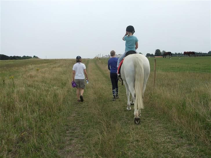 Connemara Nørlunds Melanie - Når enden er go´............ er alting godt! billede 20