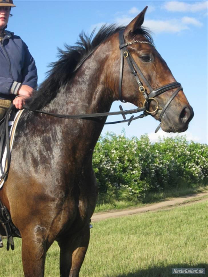 Anden særlig race Trissdan <3 Solgt :'( - D. 19 juni 2007, efter dressur undervisning. billede 1