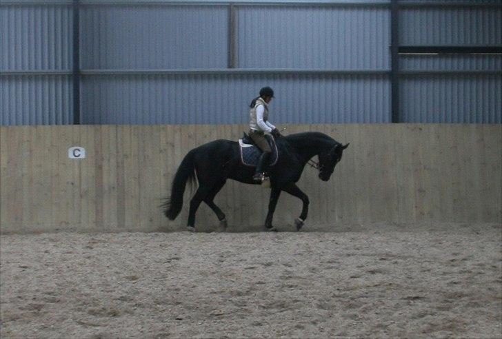 Oldenborg Damshauges Ferrai - R.I.P. billede 17