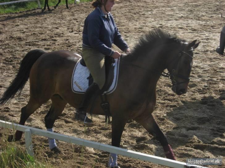 Anden særlig race Trissdan <3 Solgt :'( - D. 15 juni 2007. Dressur undervisning. billede 3