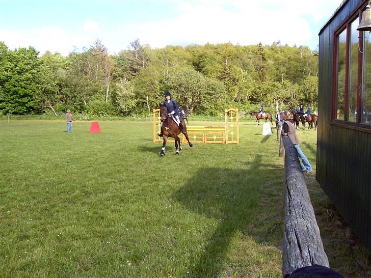 Anden særlig race Trissdan <3 Solgt :'( - 4 maj 2003. Stævne i Hyllebjerg. LC+LB. Over det første spring her. Han ser da glad ud :) Fik plac i alle klasser. billede 4