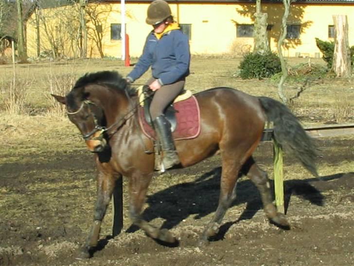 Anden særlig race Trissdan <3 Solgt :'( - 21 marts 2006.  billede 7