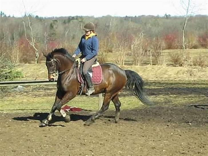 Anden særlig race Trissdan <3 Solgt :'( - 21 marts 2006. ser jo godt ud :b billede 8