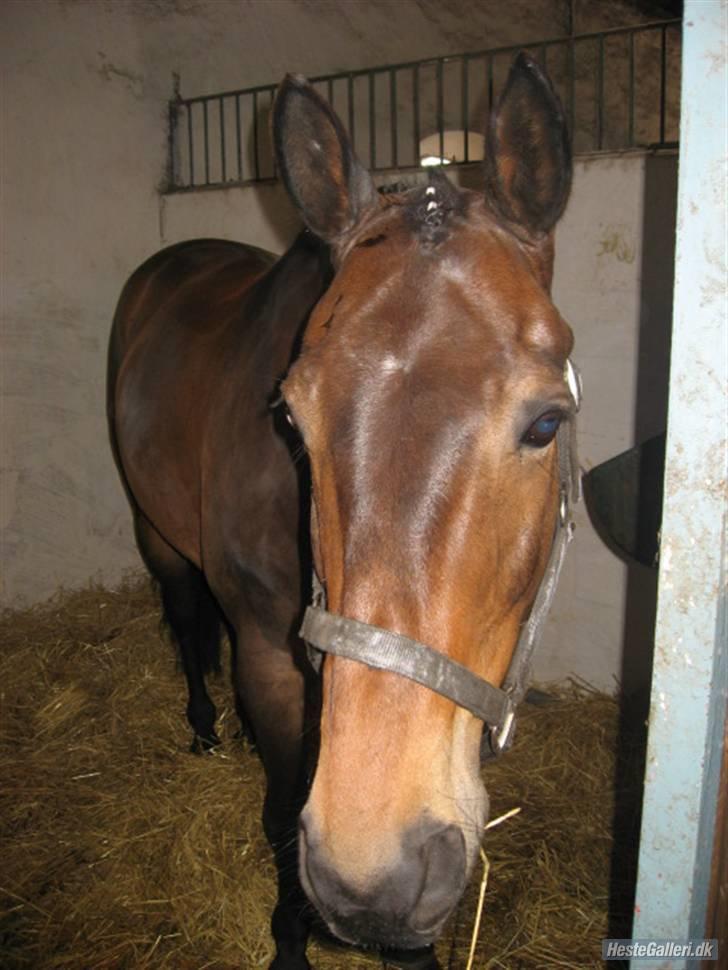 Anden særlig race Trissdan <3 Solgt :'( - Stævne maj 2007. billede 10