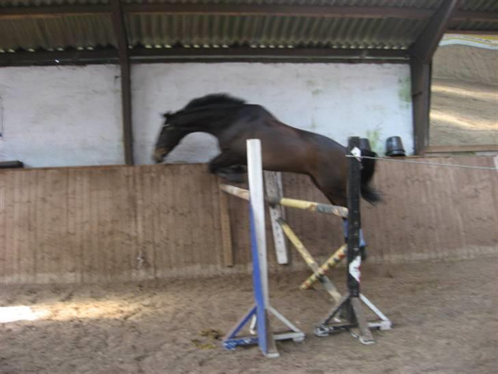 Anden særlig race Trissdan <3 Solgt :'( - 12 april 2007, 1.40 :D billede 12