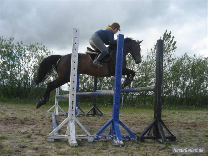 Anden særlig race Trissdan <3 Solgt :'( - Spring træning 2007, 100 cm. på tribbelbar. billede 14