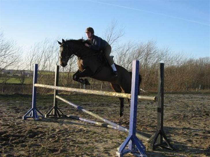 Anden særlig race Trissdan <3 Solgt :'( - 15/03-07, 1.20 oxer. billede 15