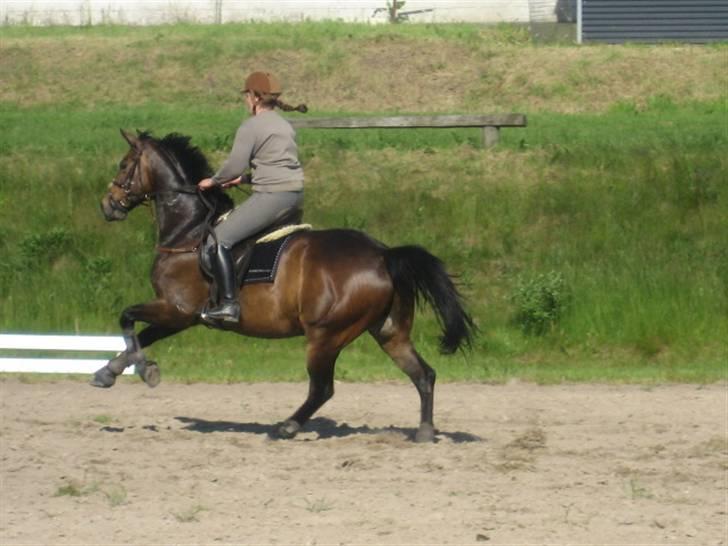 Anden særlig race Trissdan <3 Solgt :'( - 3 juni, 2007. billede 16