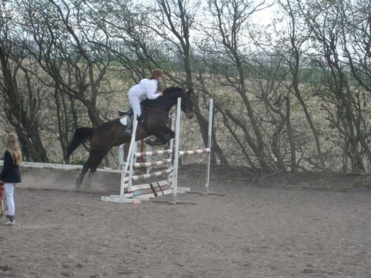 Anden særlig race Trissdan <3 Solgt :'( - 15/4-2007, LB oxer til Nibe stævne. billede 17