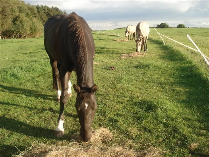 Dansk Varmblod Snow Bird SOLGT - 21 september 2008 :) billede 8