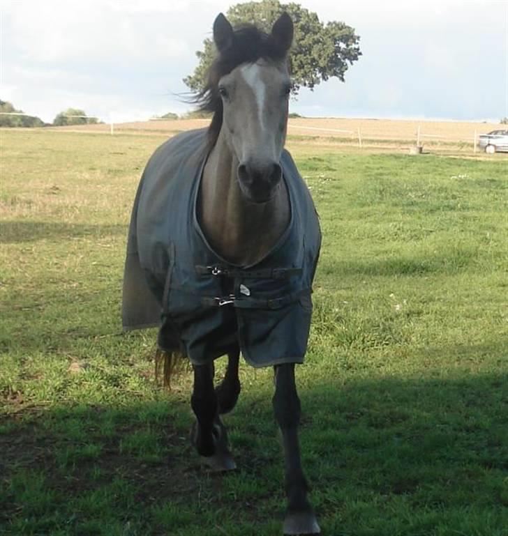 Connemara Mosens Rose Maree - 21/9-08 . Smukke Rosie i trav billede 14