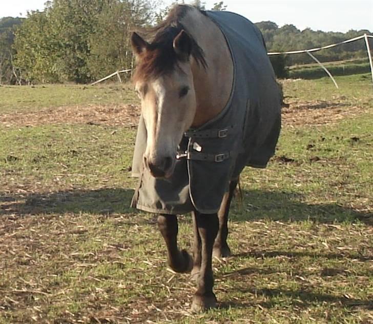 Connemara Mosens Rose Maree - 21/9-08. Min cuteypie :D billede 15