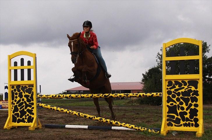 Tysk Sportspony Celette  - August 2010 billede 5