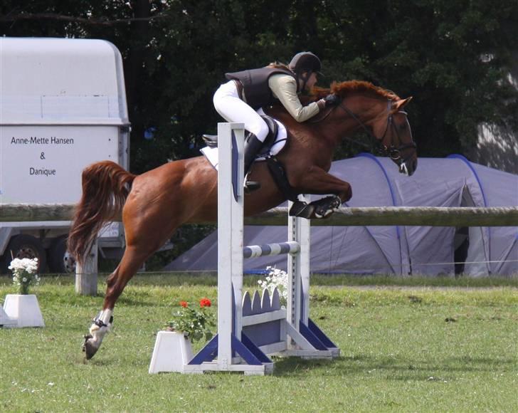 Tysk Sportspony Celette  - LA SRR 2009 billede 6