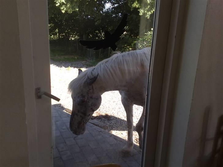 Anden særlig race Gaja solgt og savnet:'( - en  SKØR pony hun er gået om på vorse terrasse billede 3