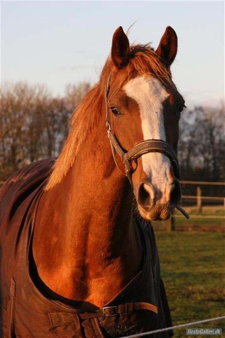Dansk Varmblod Isabell De Noir billede 1