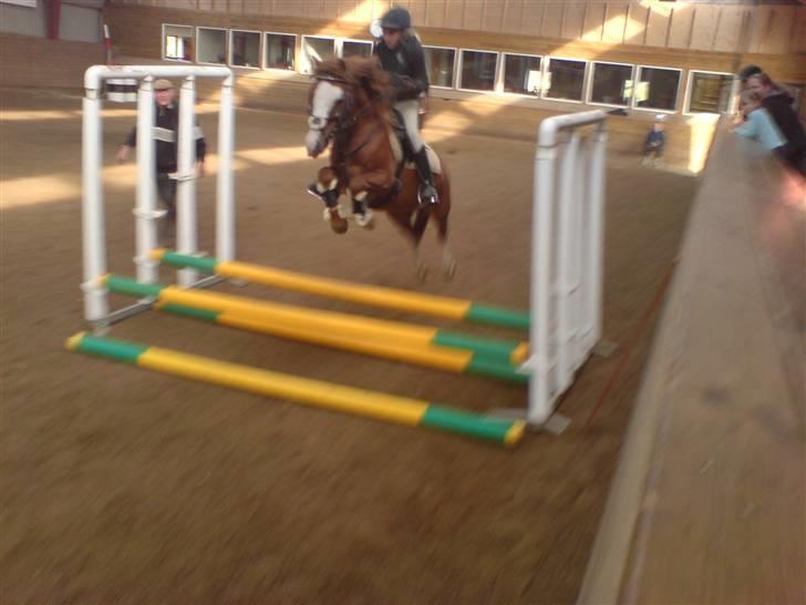 Welsh Pony (sec B) O'malley - Gamle hest - springtræning, 07 billede 15