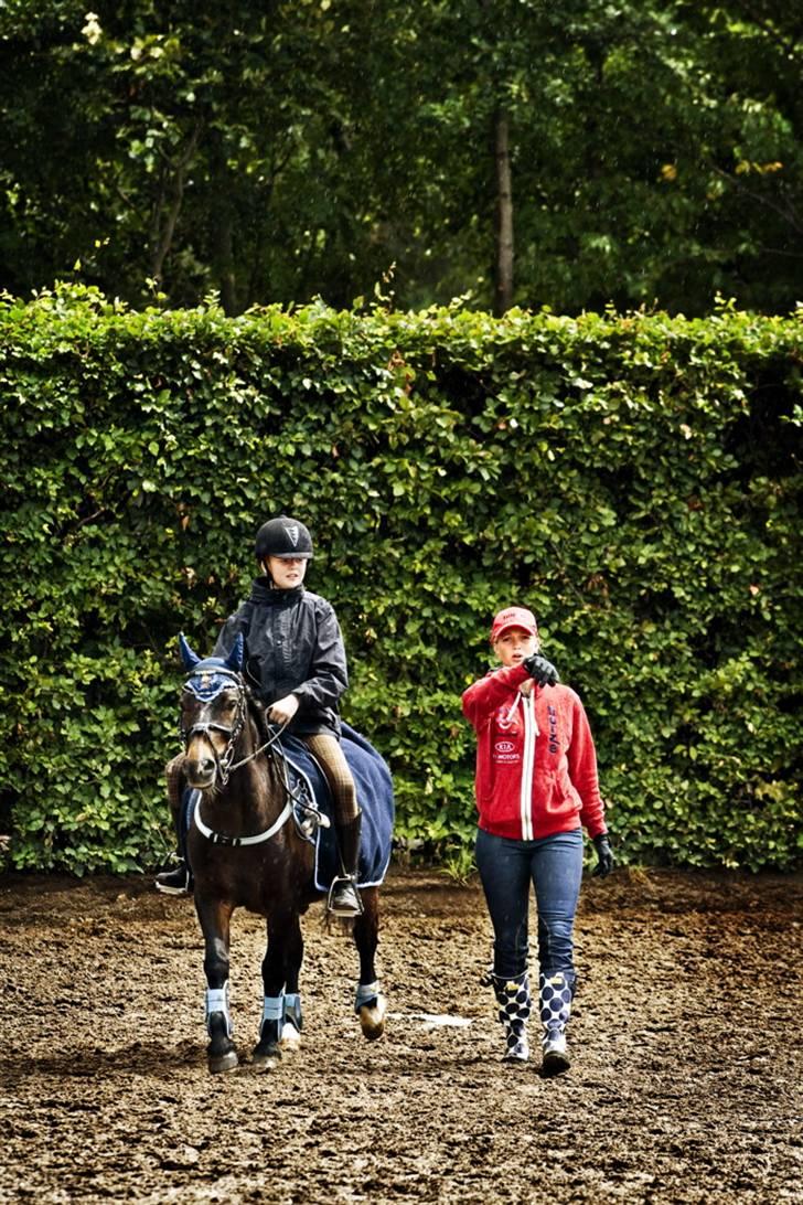 Welsh Pony (sec B) Remmevad´s pony prins - her er jeg over ved TINA LUND mit idol billede 18