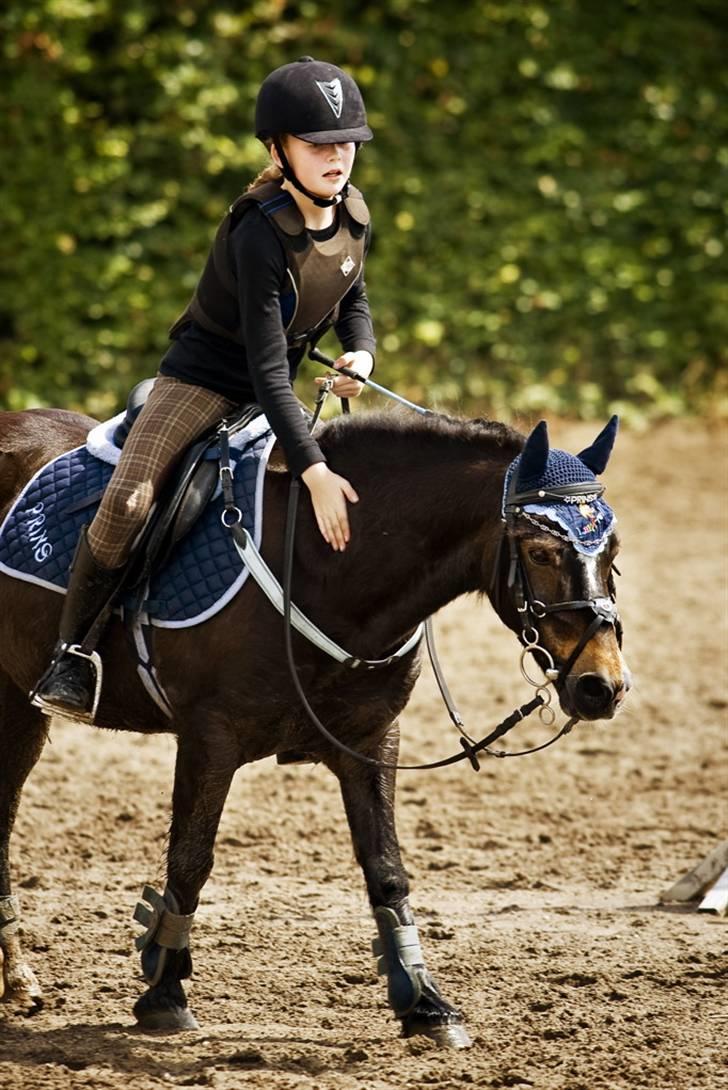 Welsh Pony (sec B) Remmevad´s pony prins - her roser jeg prins billede 19