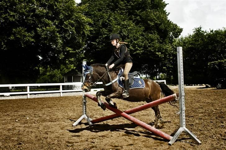 Welsh Pony (sec B) Remmevad´s pony prins - her springer jeg et spring billede 20