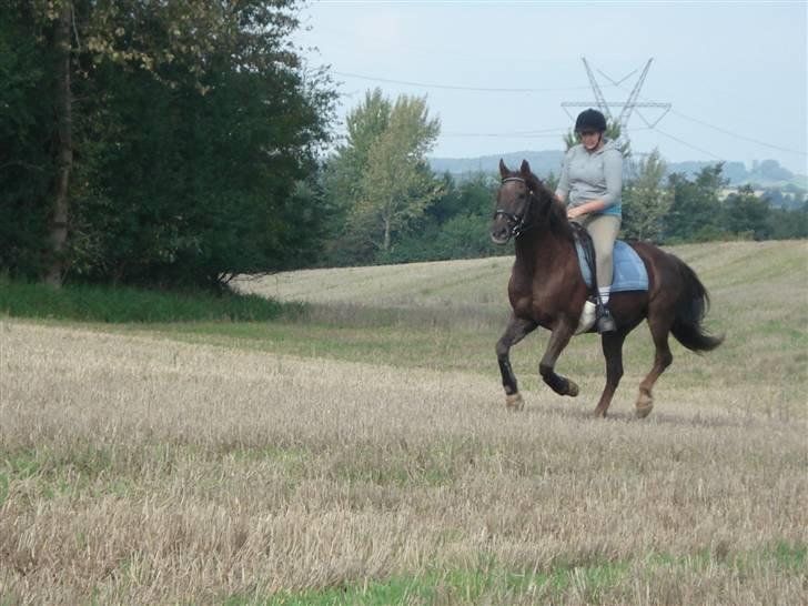 Anden særlig race Saigon *Solgt* - Saigon og min søs billede 14
