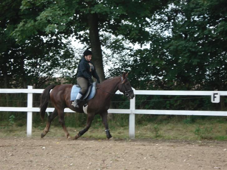 Anden særlig race Saigon *Solgt* billede 15