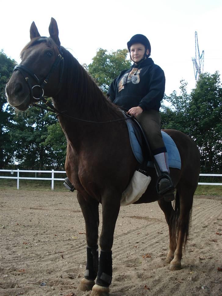 Anden særlig race Saigon *Solgt* billede 16