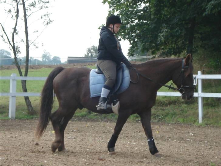 Anden særlig race Saigon *Solgt* billede 17