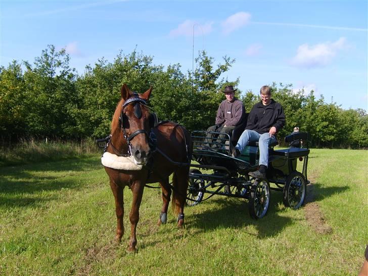 Anden særlig race JENKA   DØD Den 23/4-09 - Wiffertsholm 08 billede 1