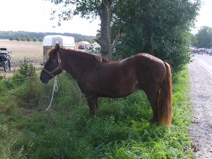 Anden særlig race JENKA   DØD Den 23/4-09 - Wiffertsholm 08 billede 2