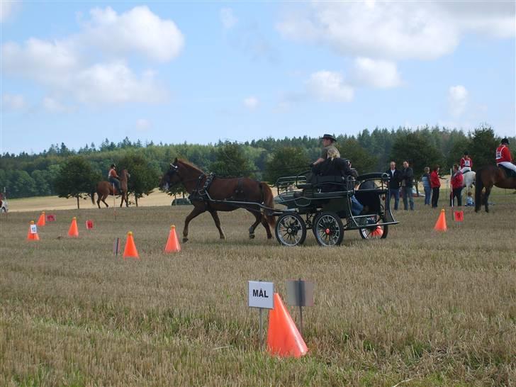 Anden særlig race JENKA   DØD Den 23/4-09 - toppe kørsel Wiffertsholm 08 billede 4