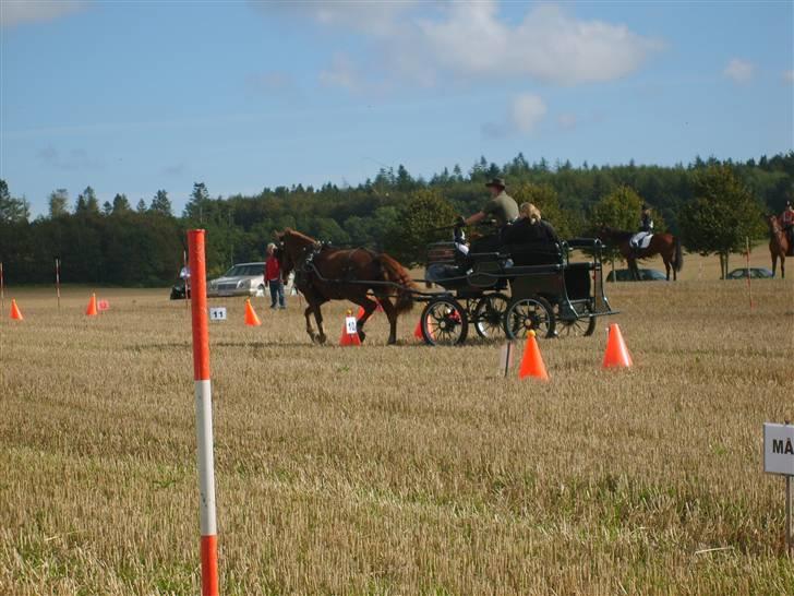 Anden særlig race JENKA   DØD Den 23/4-09 billede 5