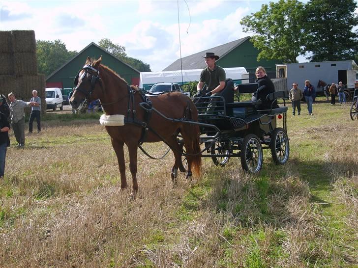 Anden særlig race JENKA   DØD Den 23/4-09 billede 7