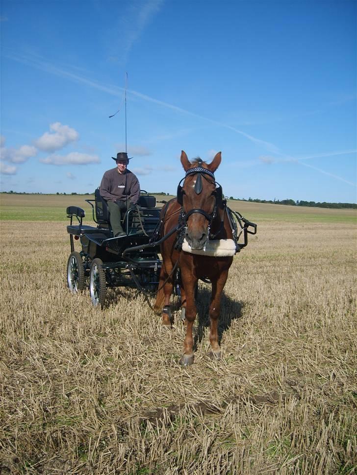 Anden særlig race JENKA   DØD Den 23/4-09 billede 8