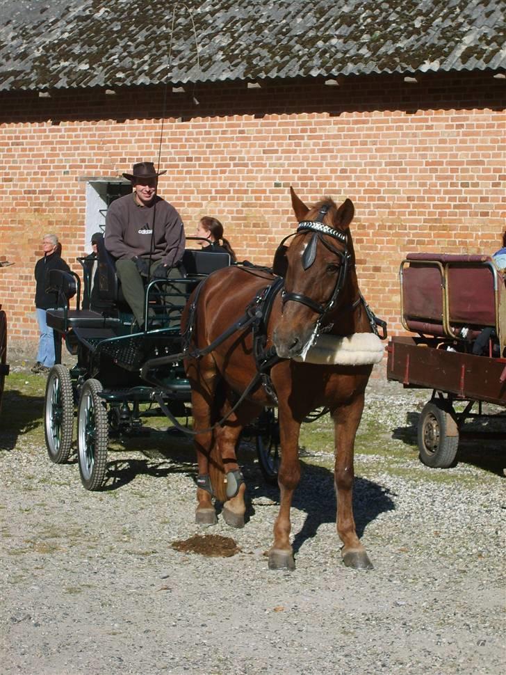 Anden særlig race JENKA   DØD Den 23/4-09 billede 9