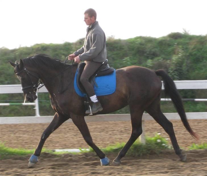 Trakehner Ranette *solgt*  - Så for pokker. Aske på. Øv Ranette må stramme røvballerne sammen billede 19