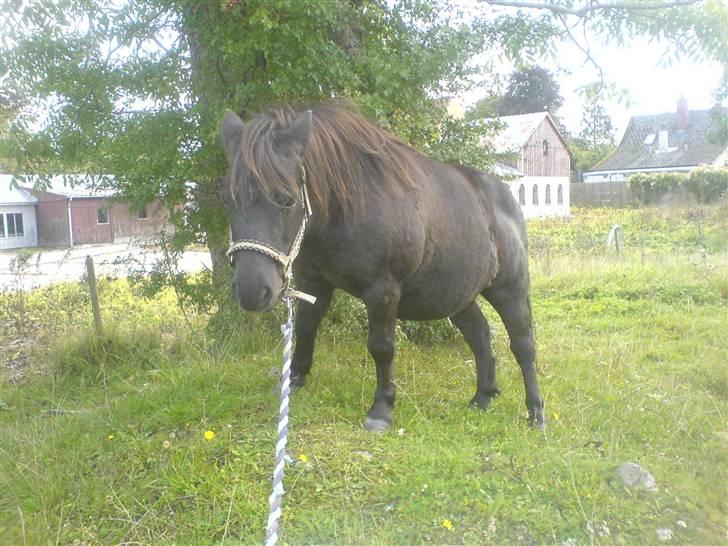 Anden særlig race Tarzan  - Farvel min dreng, glem mig aldrig. billede 20