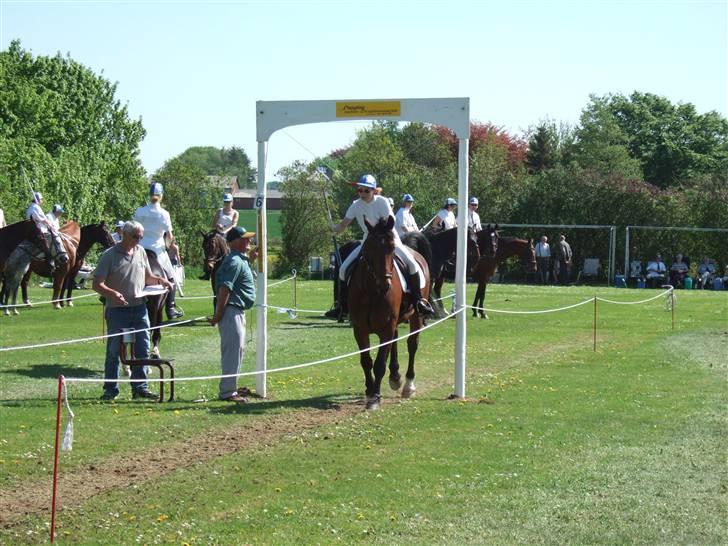 Oldenborg Jeppe af østerholm - jeppe med til det første ringridning hvor vi havde ham.. billede 1