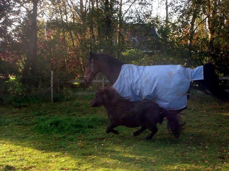 Anden særlig race »LiLLE LABAN« billede 20