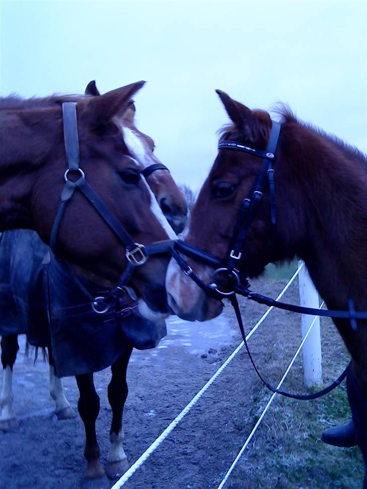 DSP Dublin  - dublin <33 billede 2