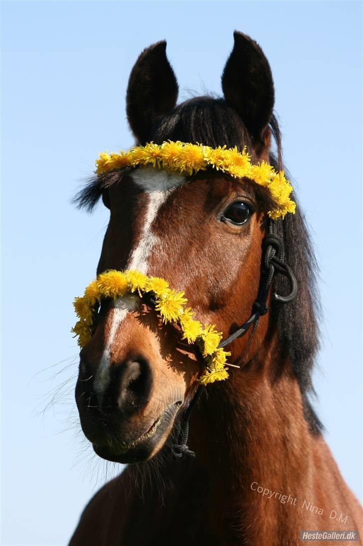 Anden særlig race Snublis (Snubber) † - Foråret 2009. Min blomst :´)  billede 1