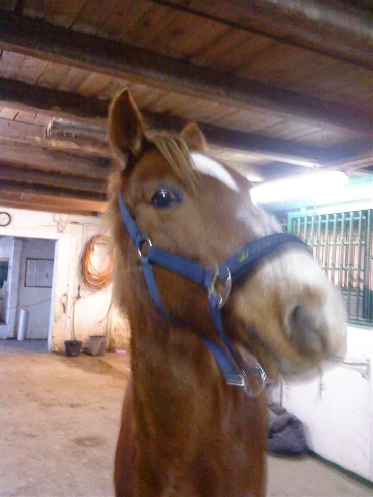 DSP Dublin  - dublin hehe billede 3