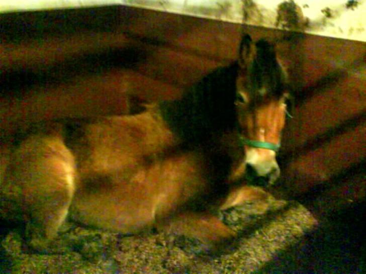 Anden særlig race Don Vito <3 Min gammle pony<3 - Donner ligger ned <3 billede 1