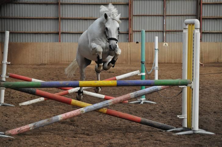 Connemara Grey Choise Lover  - Du elsker at springe!.. du hopper mig til skyerne, hver gang vi springer <3 billede 12