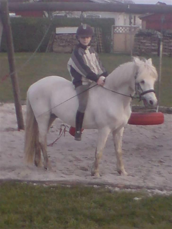 Welsh Mountain (sec A) speedy r.i.p - en tur i sandkassen<33 hehe billede 12