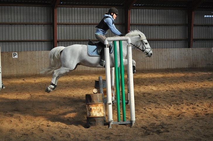 Connemara Grey Choise Lover  - d. 6/3 2011. du hjælper mig altid! lige meget hvad. du den pony, jeg altid har ønsket mig<3 billede 14