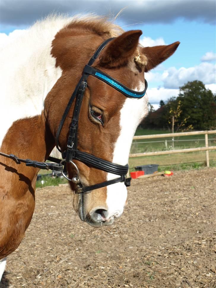 Anden særlig race Pil - Velkommen til Pils<3 profil<3 :) billede 1