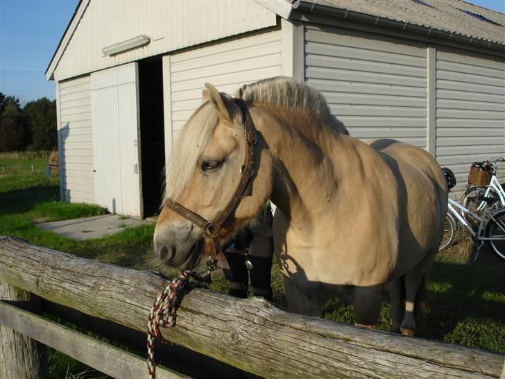 Fjordhest Lukas - Lukas ved bommen - Foto Frederikke billede 13